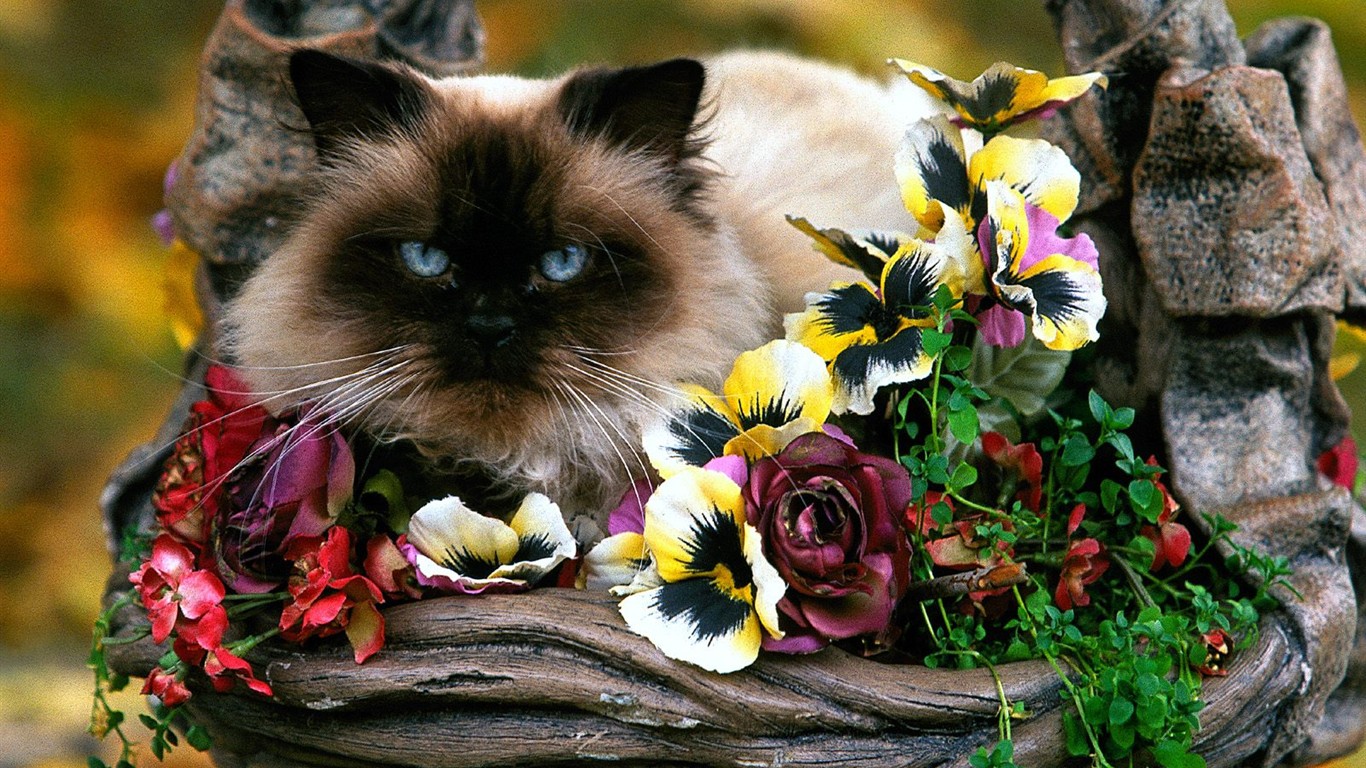 Cats Photo Wallpaper #1 - 1366x768