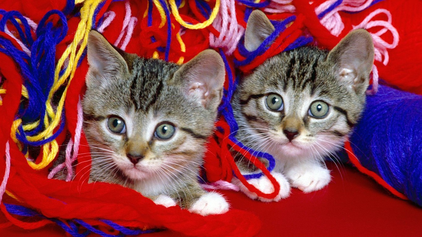 Cats Photo Wallpaper #2 - 1366x768