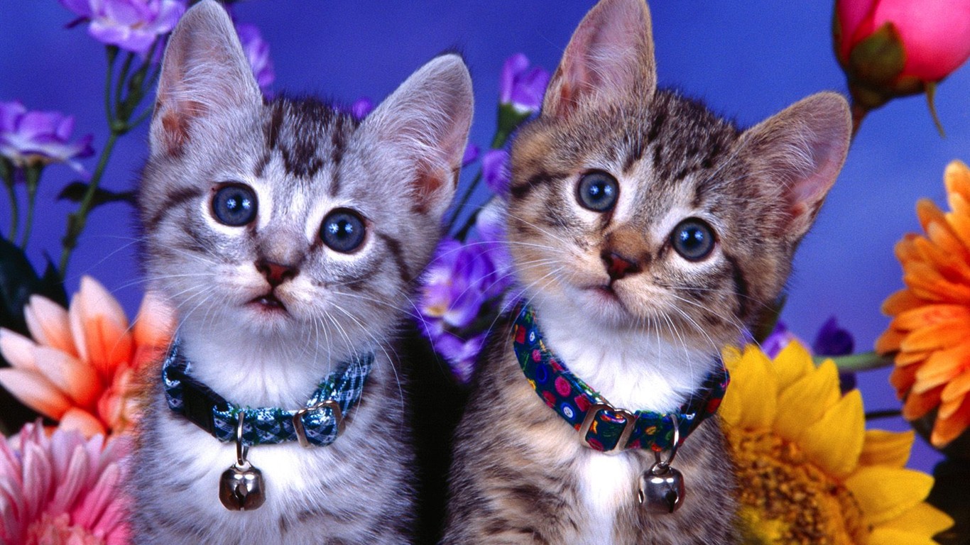 Cats Photo Wallpaper #7 - 1366x768