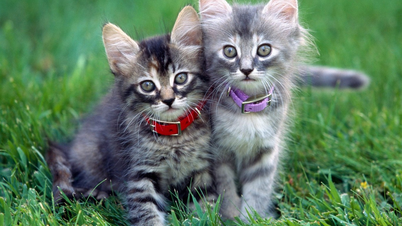 Cats Photo Wallpaper #9 - 1366x768