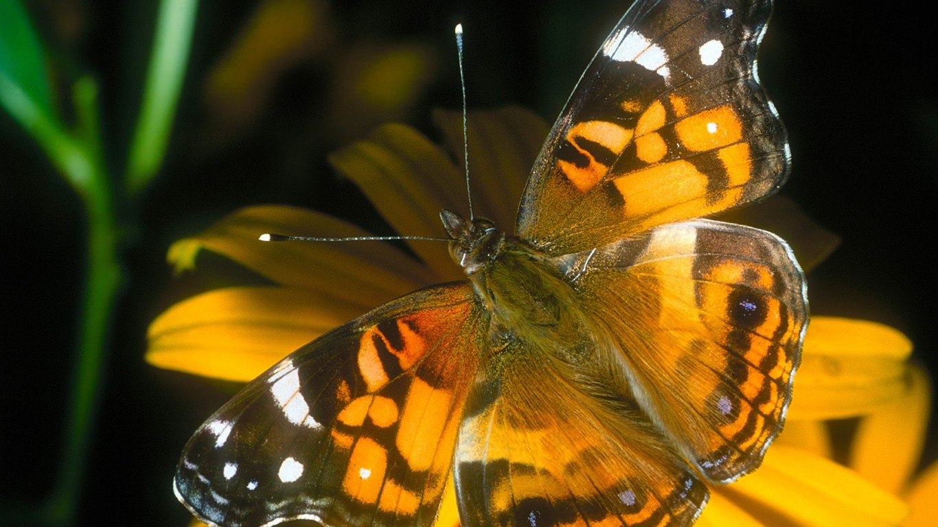 나비 사진 배경 (1) #4 - 1366x768