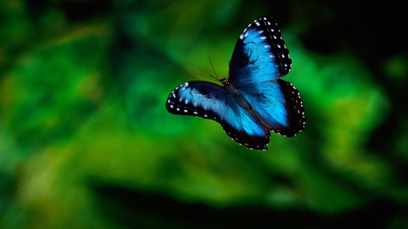 나비 사진 배경 (1) #9 - 1366x768