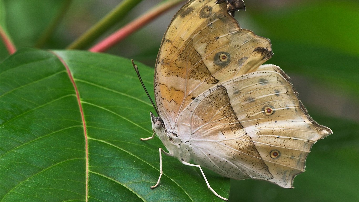 나비 사진 배경 (1) #10 - 1366x768
