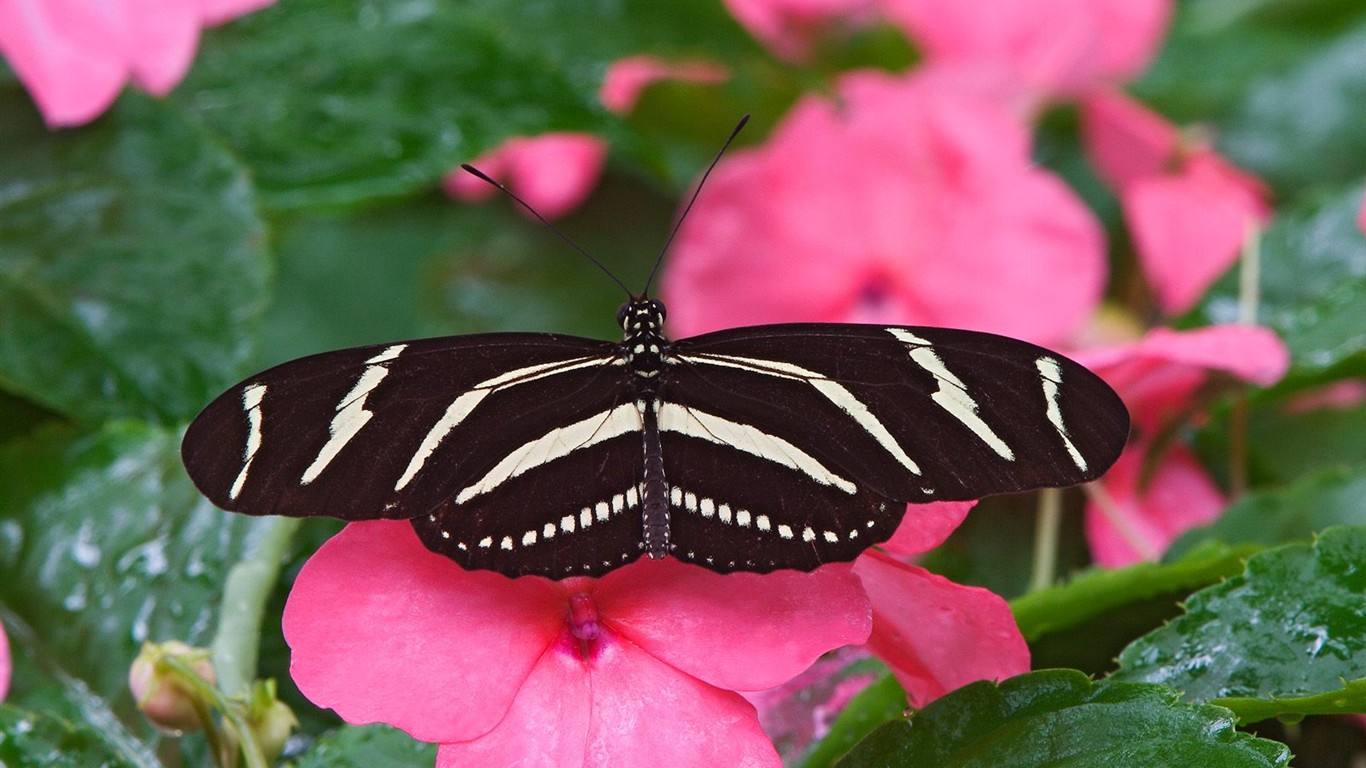 나비 사진 배경 (1) #12 - 1366x768