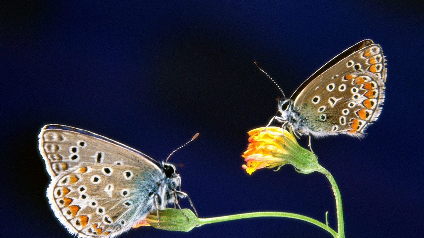 Fondo de pantalla de fotos de mariposas (1) #20 - 1366x768