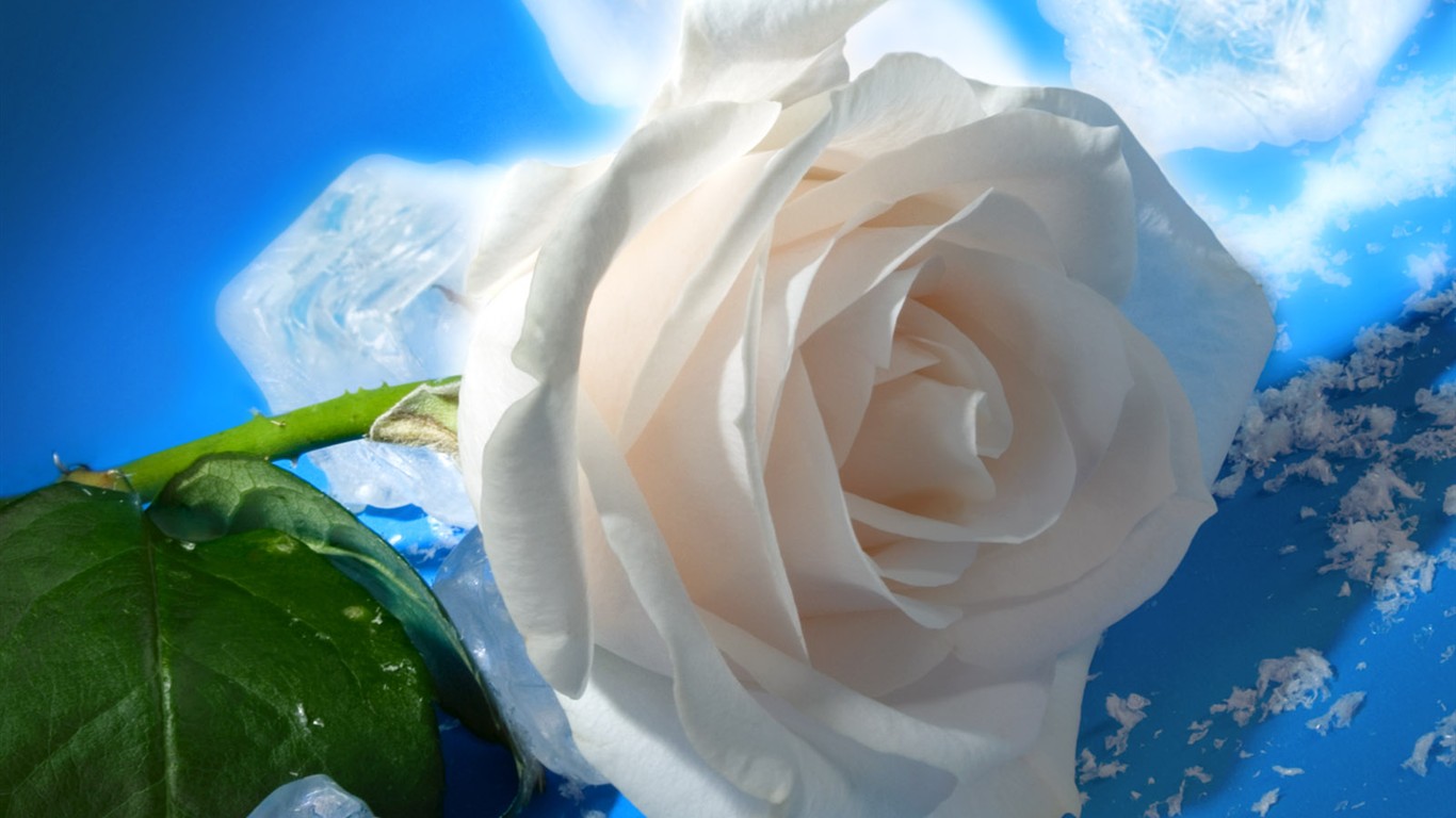 鮮花特寫(一) #3 - 1366x768