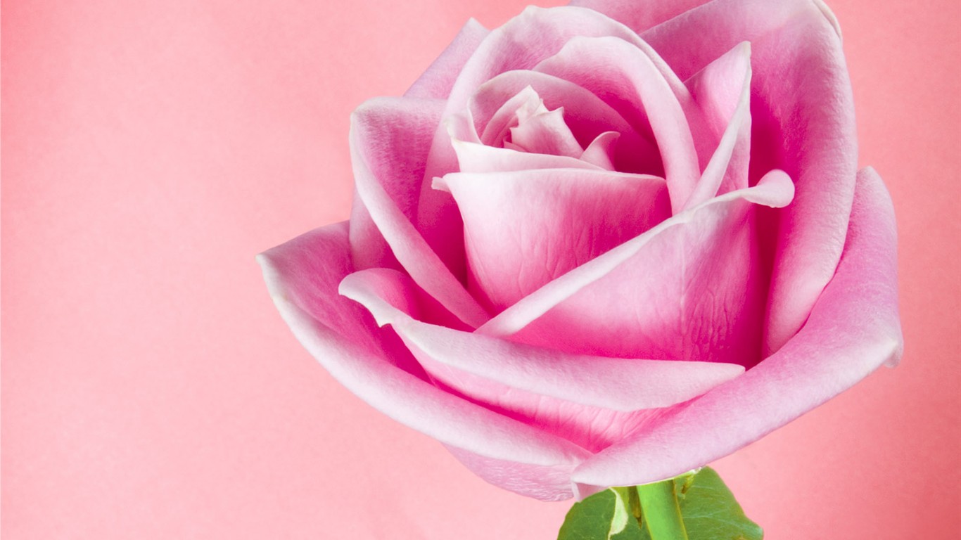 鮮花特寫(一) #4 - 1366x768