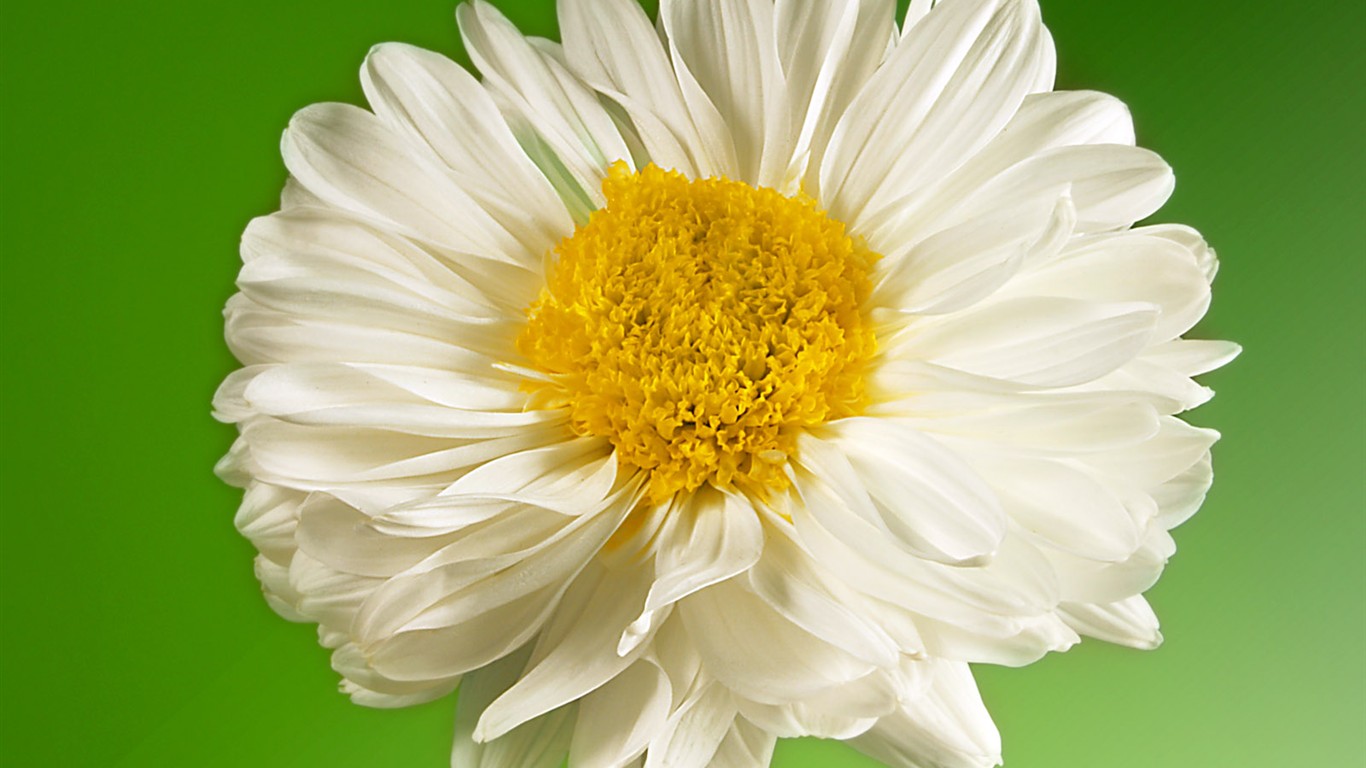 Flowers close-up (1) #10 - 1366x768