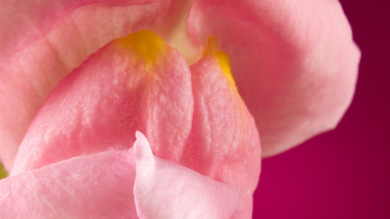 鮮花特寫(一) #18 - 1366x768