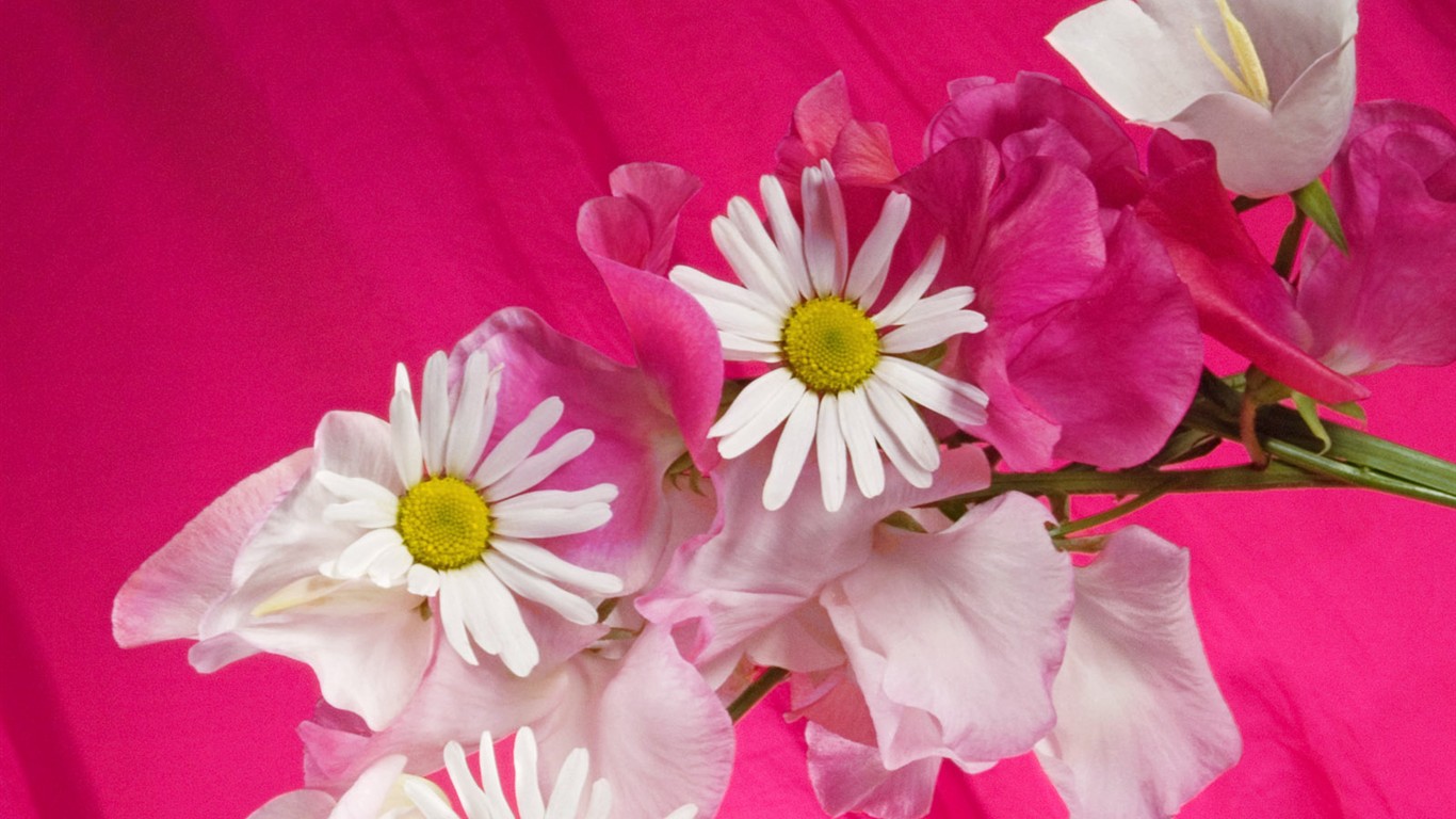 Květiny close-up (2) #1 - 1366x768