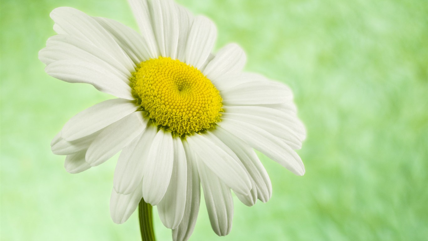 Flowers close-up (2) #9 - 1366x768