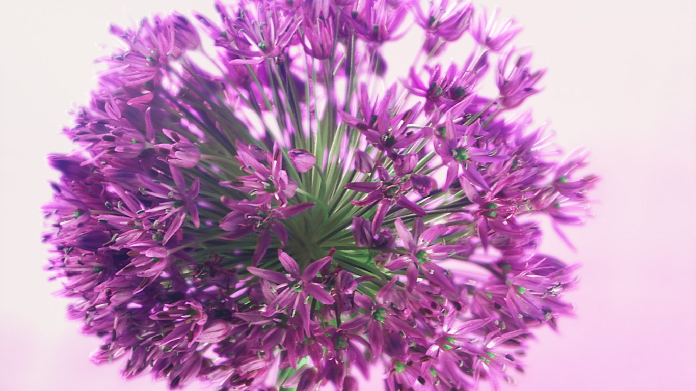 Květiny close-up (2) #17 - 1366x768