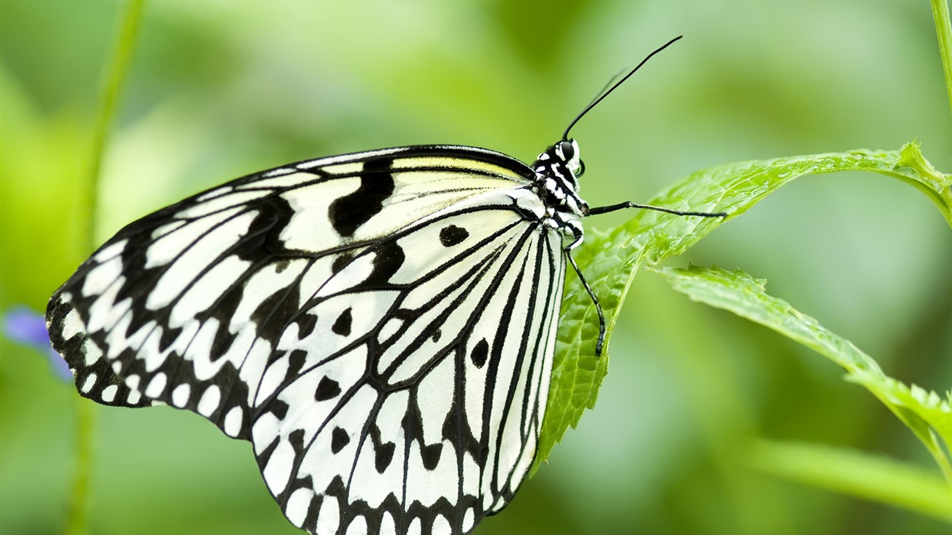 Butterfly Foto tapety (3) #1 - 1366x768