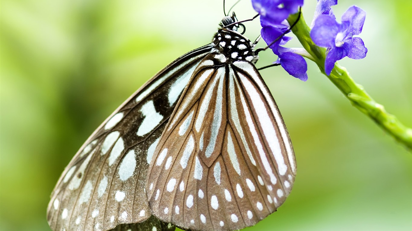 Butterfly Foto tapety (3) #13 - 1366x768