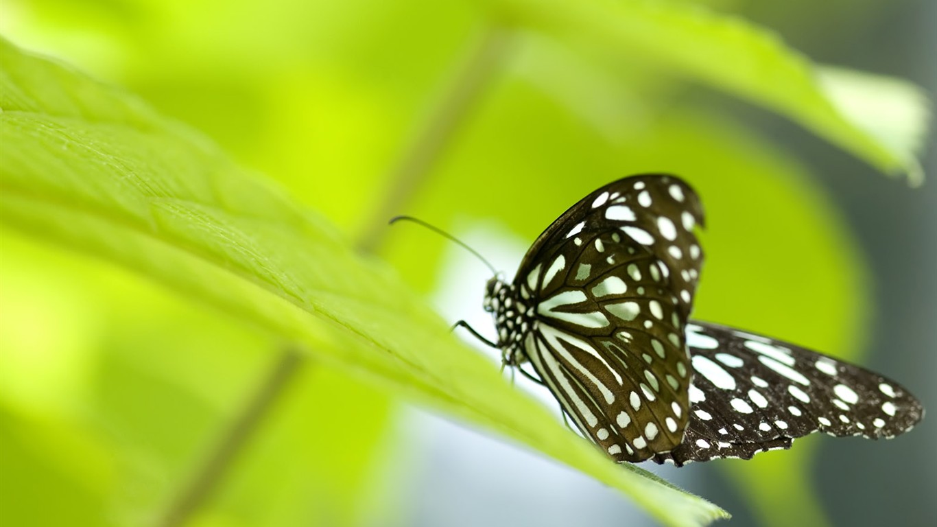 Butterfly Foto tapety (3) #19 - 1366x768