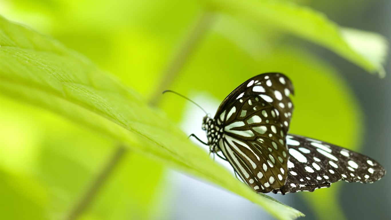 蝴蝶写真(三)19 - 1366x768