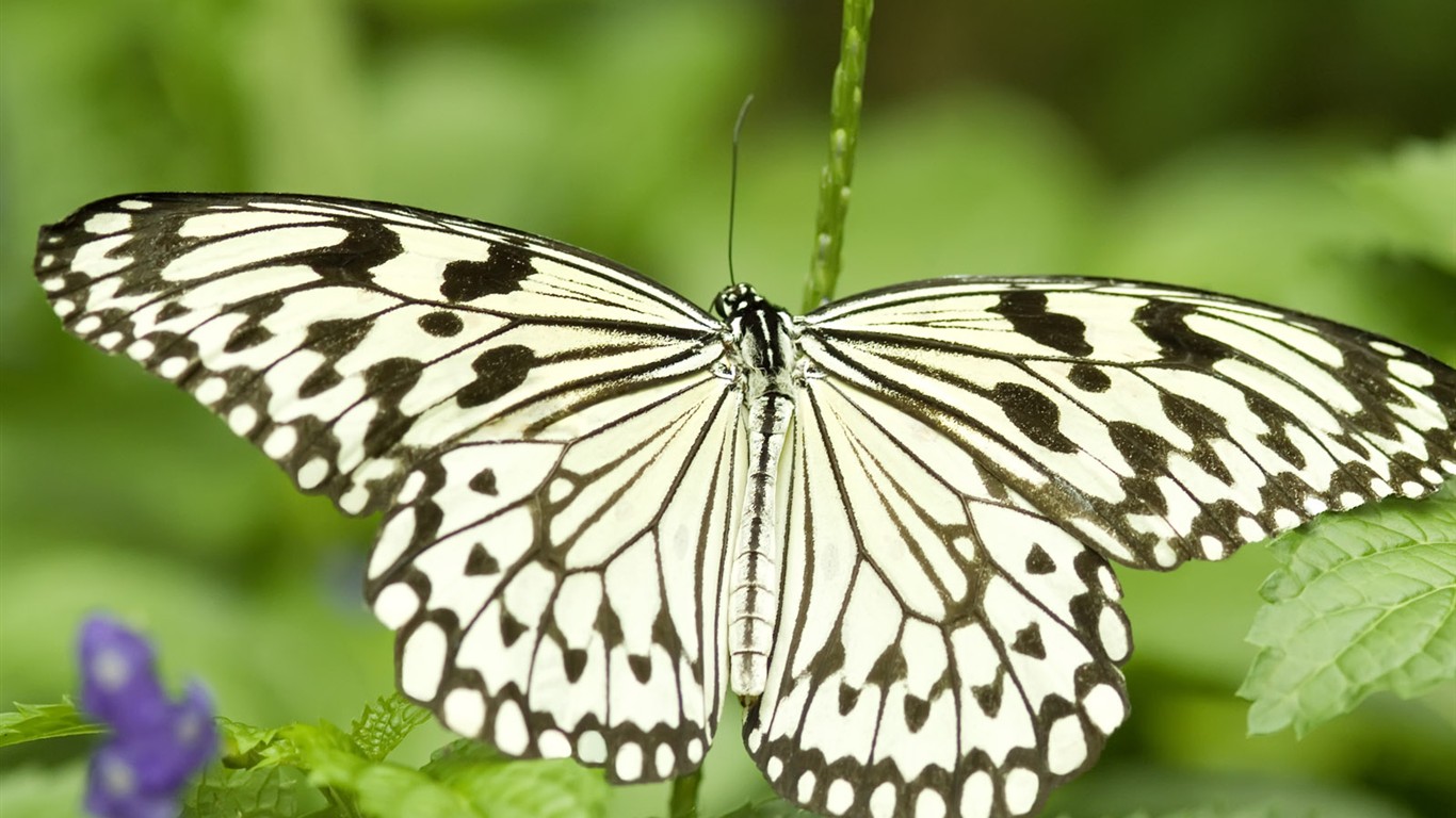 Butterfly Foto tapety (3) #21 - 1366x768