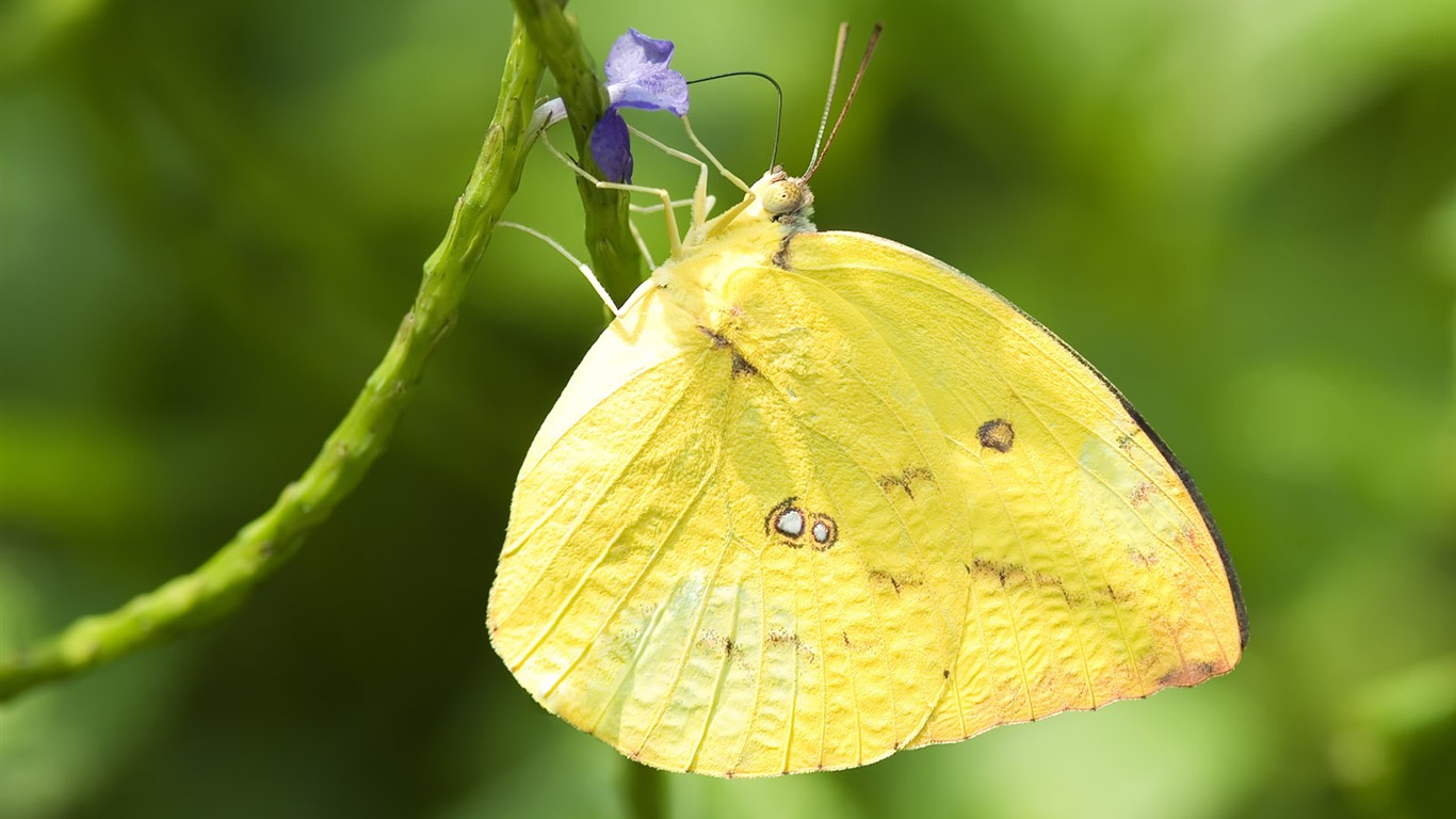 Butterfly Foto tapety (3) #22 - 1366x768