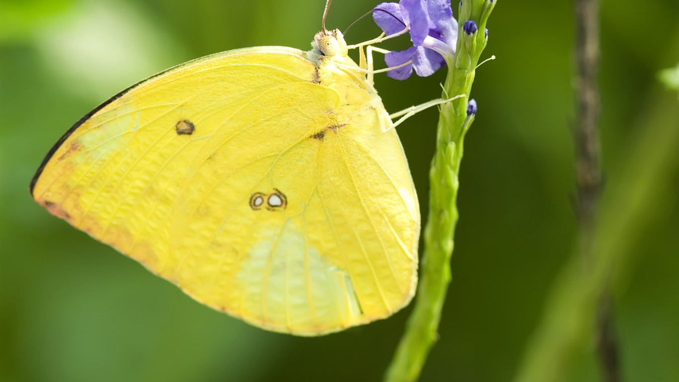 Butterfly Foto tapety (3) #23 - 1366x768