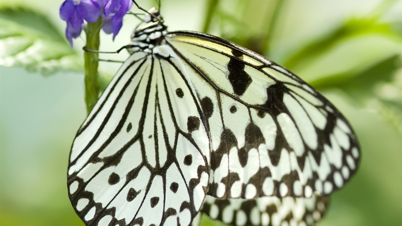 Butterfly Foto tapety (3) #24 - 1366x768