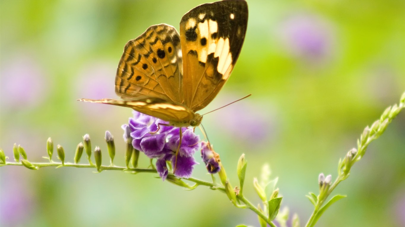 Butterfly Photo Wallpaper (3) #27 - 1366x768