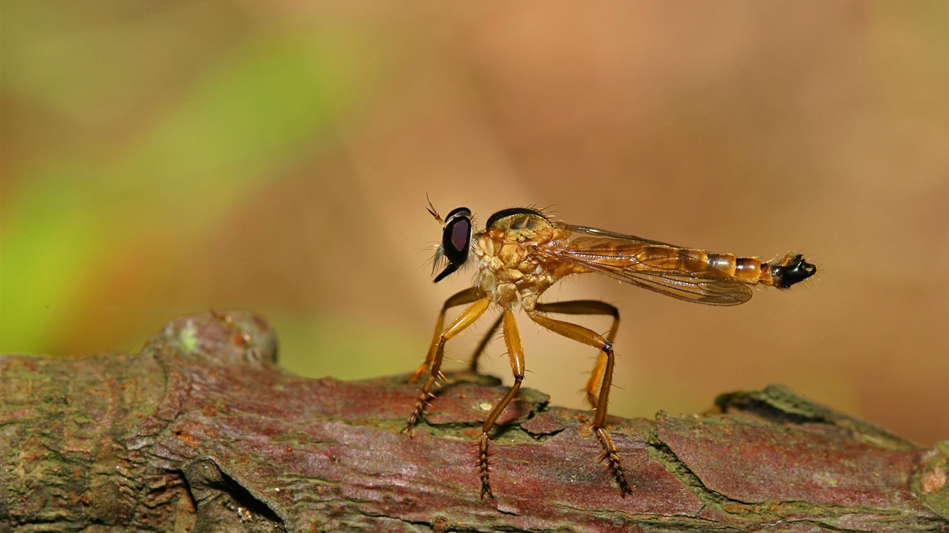 Papier peint des insectes # - 1366x768