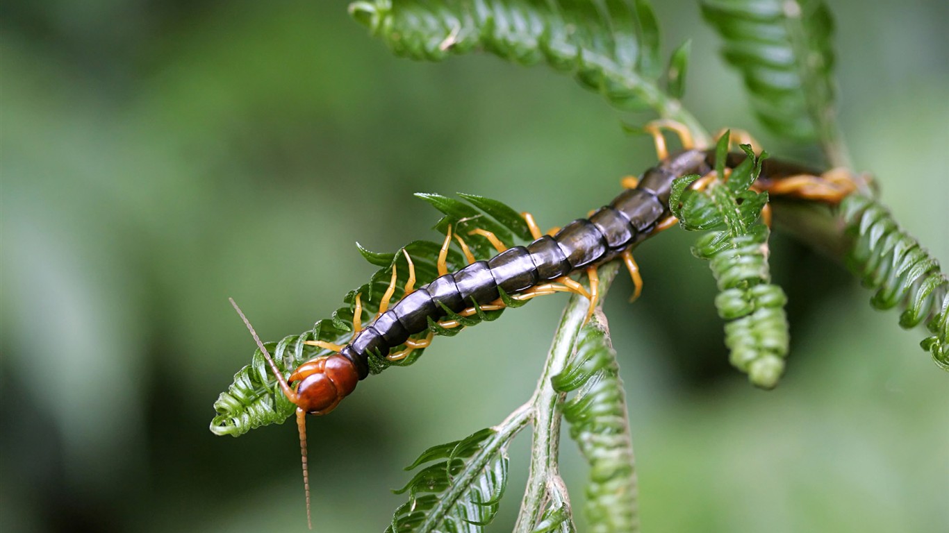 Papel tapiz de insectos # - 1366x768