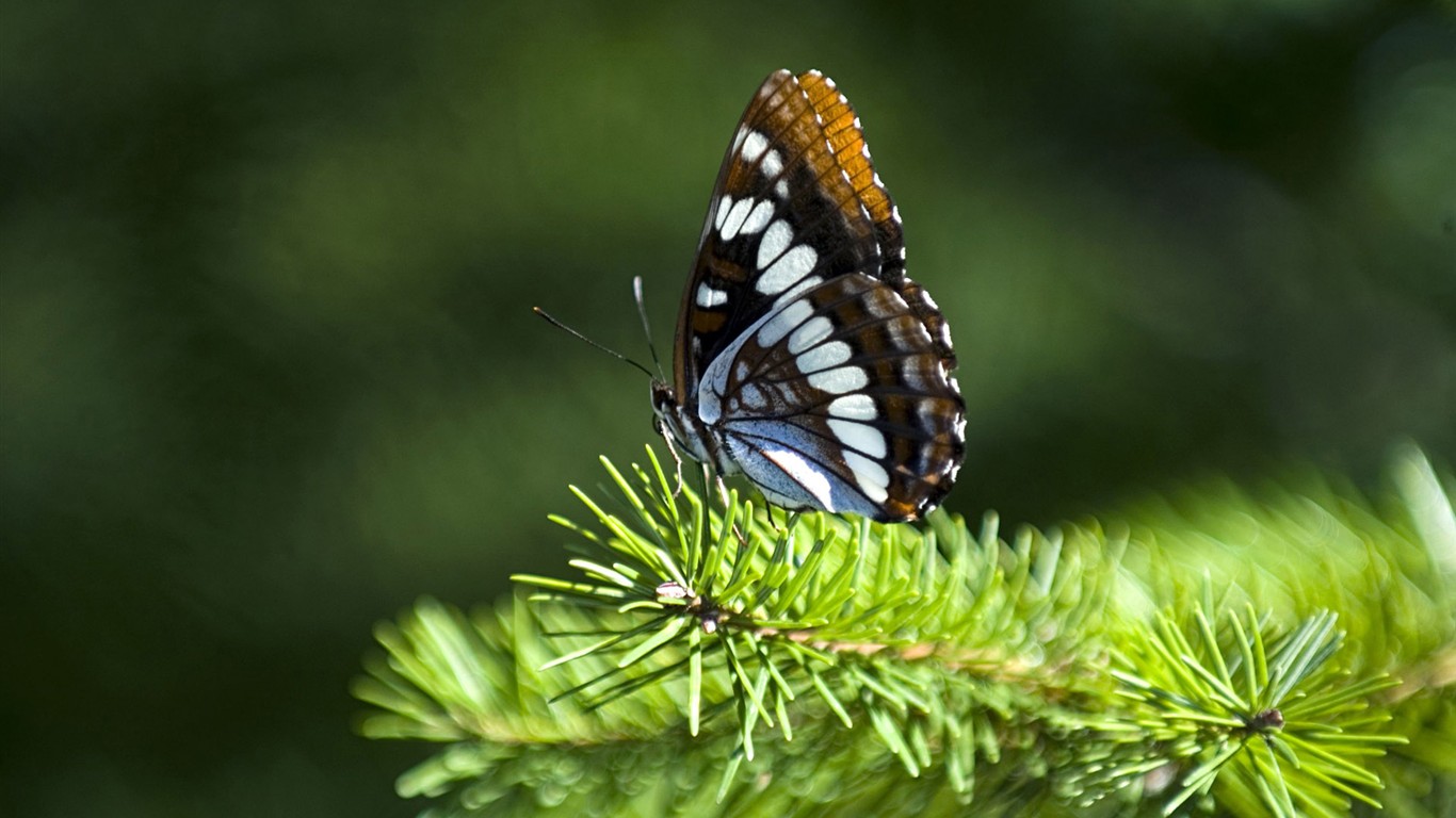 Papier peint des insectes # - 1366x768