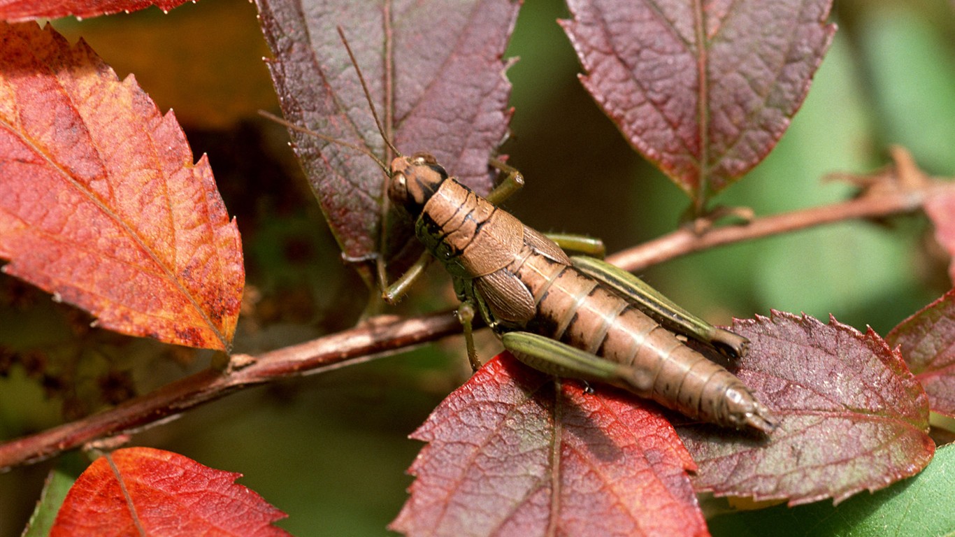 Papier peint des insectes # - 1366x768