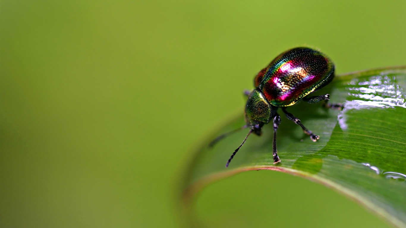 Papier peint des insectes # - 1366x768