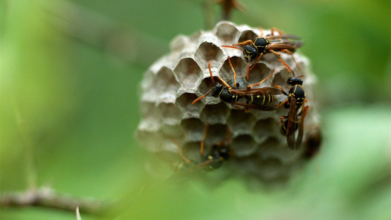 昆蟲特寫 # - 1366x768