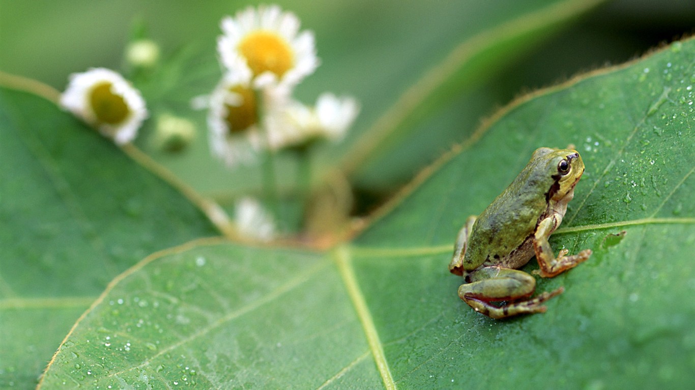 Papel tapiz de insectos # - 1366x768