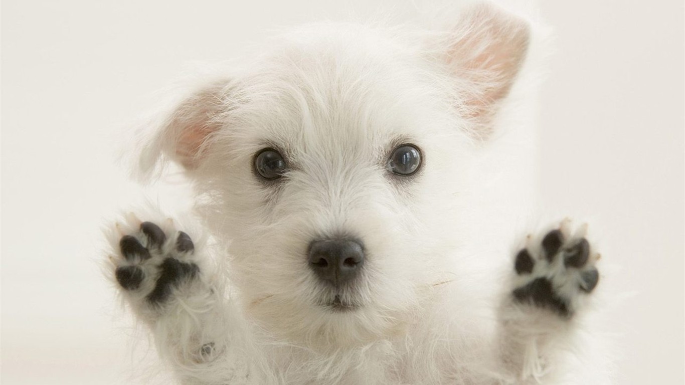 Animal Wallpaper Collection (2) #12 - 1366x768