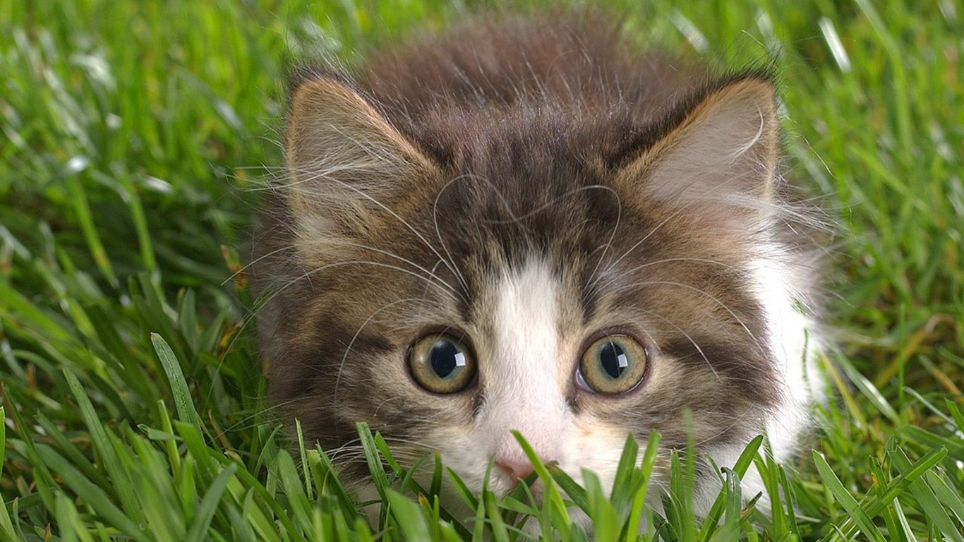 Animal Wallpaper Collection (2) #26 - 1366x768