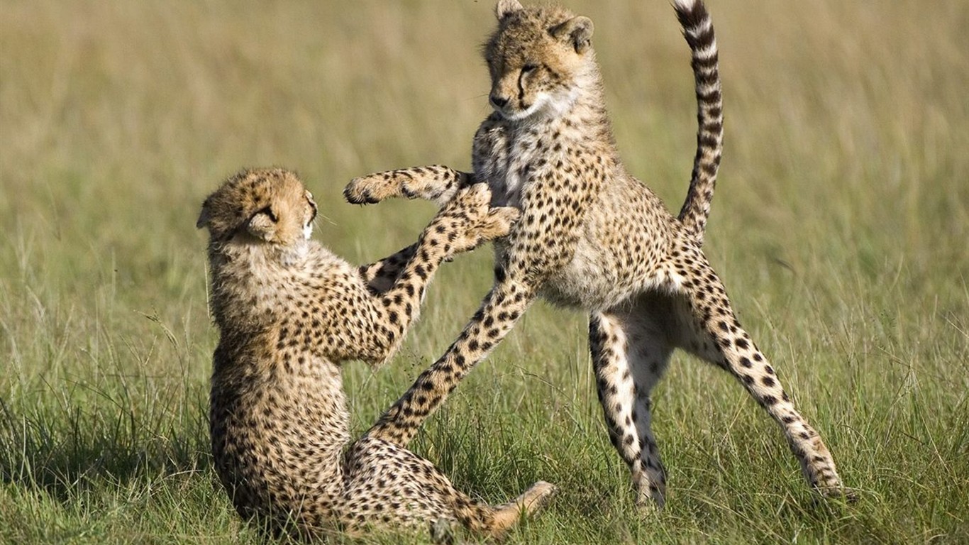 Animal Wallpaper Collection (2) #27 - 1366x768