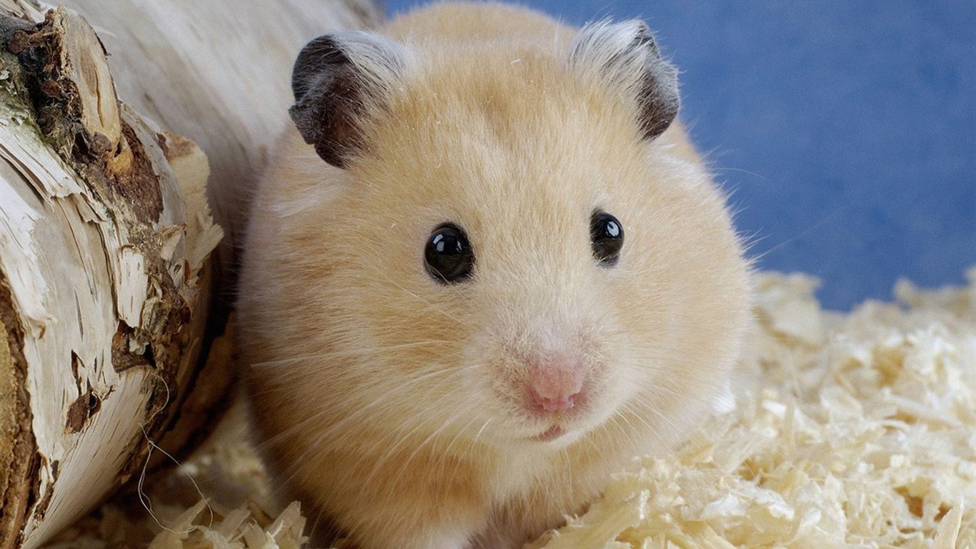 動物壁紙合集(二) #36 - 1366x768