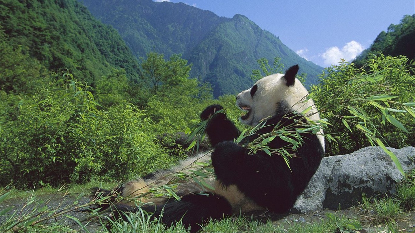 動物壁紙合集(二) #38 - 1366x768