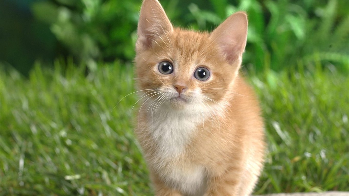 動物壁紙合集(二) #45 - 1366x768