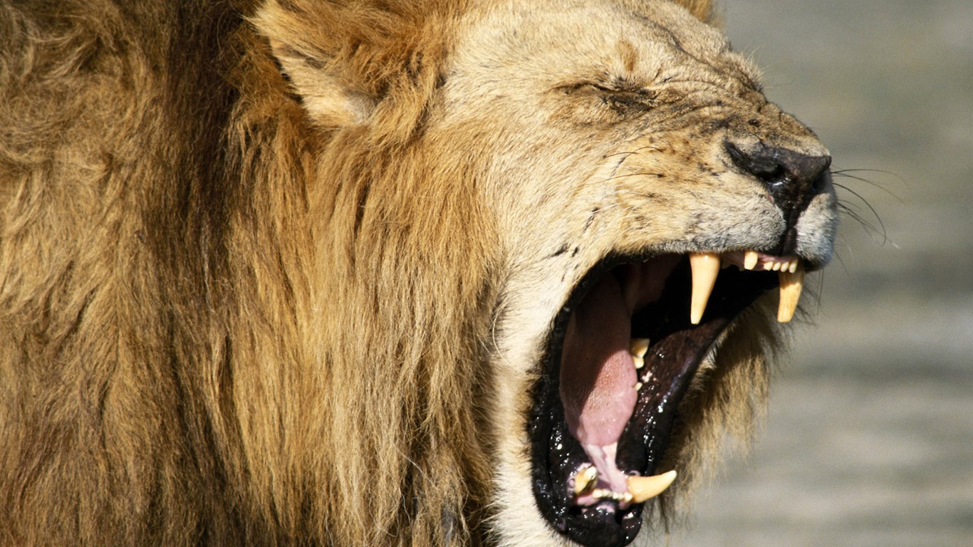 動物壁紙合集(三) #22 - 1366x768