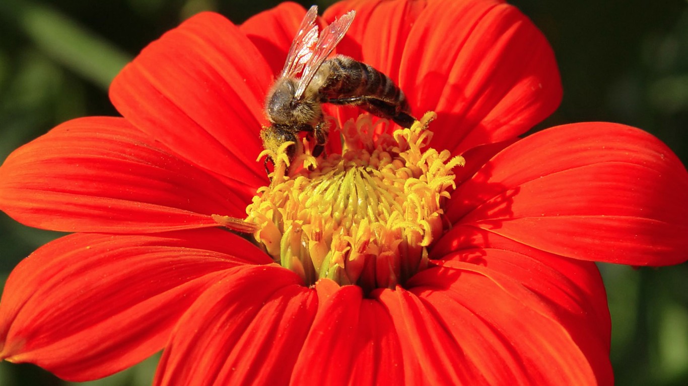 Láska Bee květin tapety (1) #3 - 1366x768