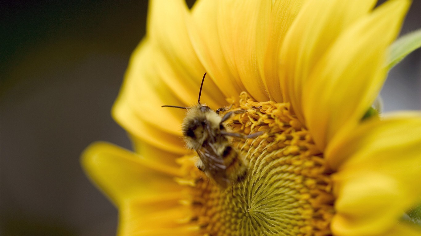 蜂花之恋壁纸专辑(一)8 - 1366x768