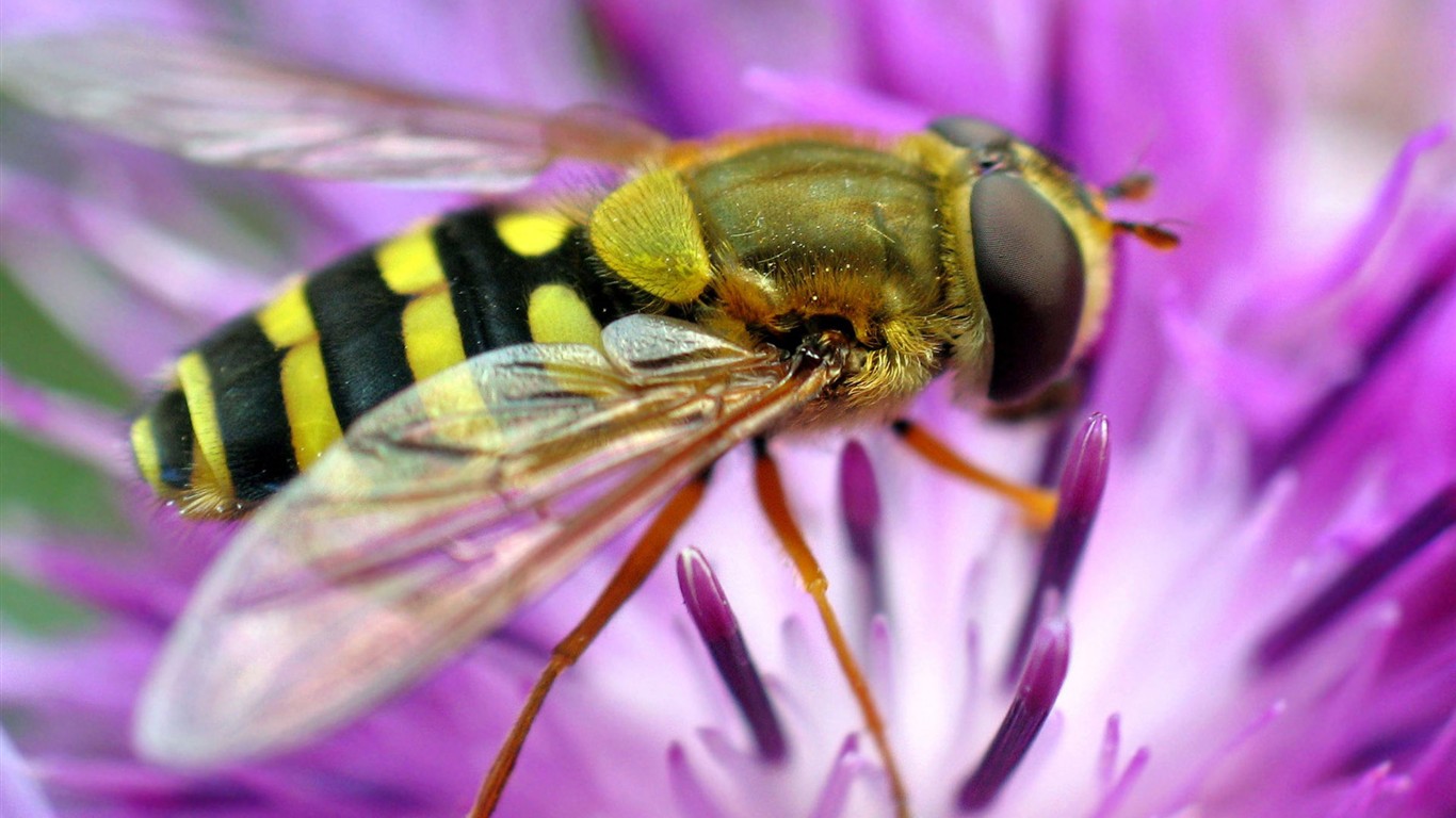 Láska Bee květin tapety (1) #14 - 1366x768