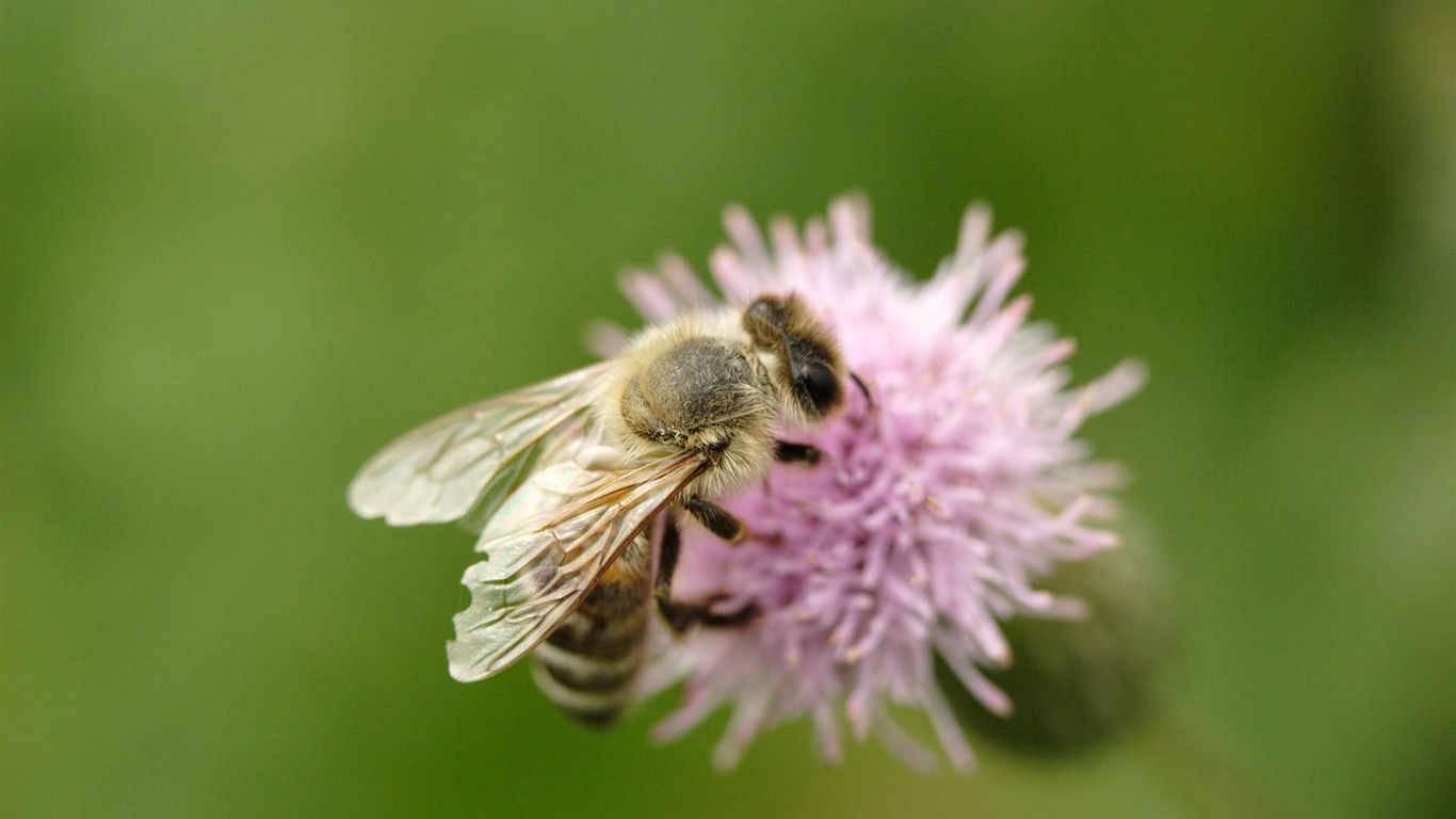 Láska Bee květin tapety (1) #17 - 1366x768
