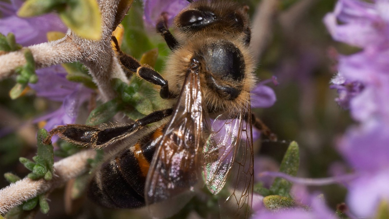 Láska Bee Květina tapetu (2) #2 - 1366x768