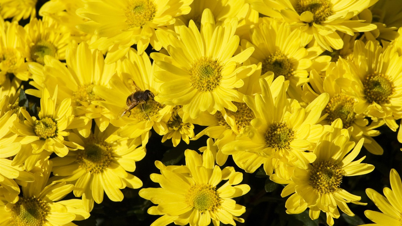 Love Bee Flower wallpaper (2) #4 - 1366x768