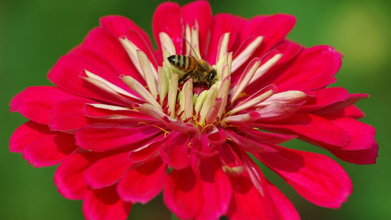 Love Bee Flower wallpaper (2) #6 - 1366x768