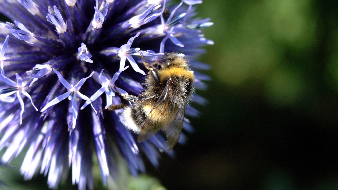 Láska Bee Květina tapetu (2) #12 - 1366x768