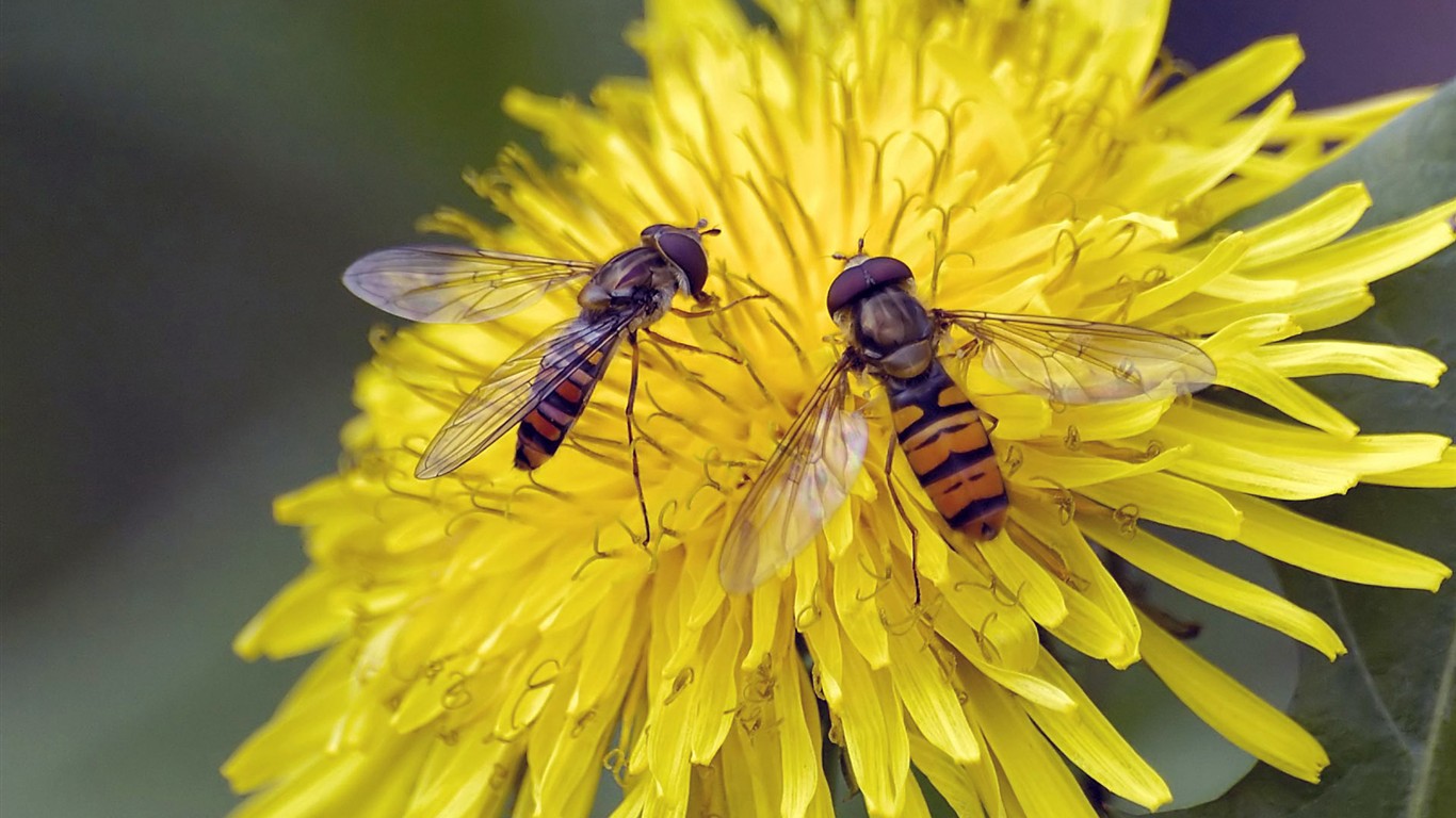 Love Bee Flower wallpaper (2) #16 - 1366x768