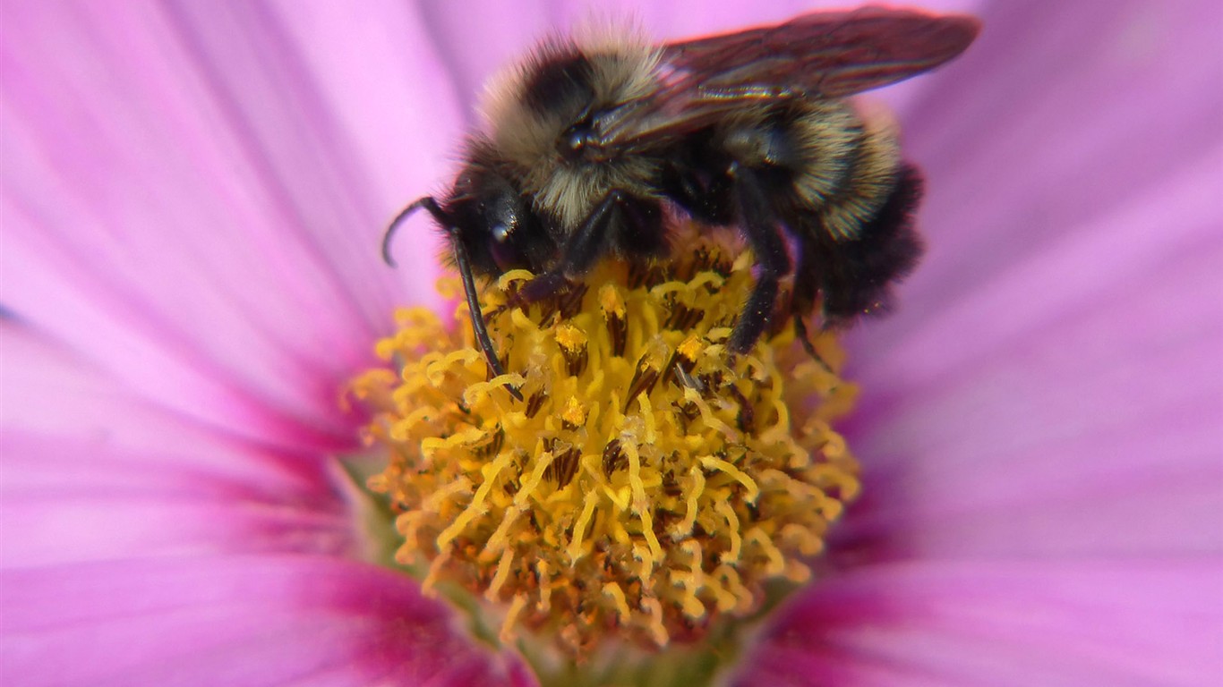 Love Bee Flower wallpaper (2) #20 - 1366x768