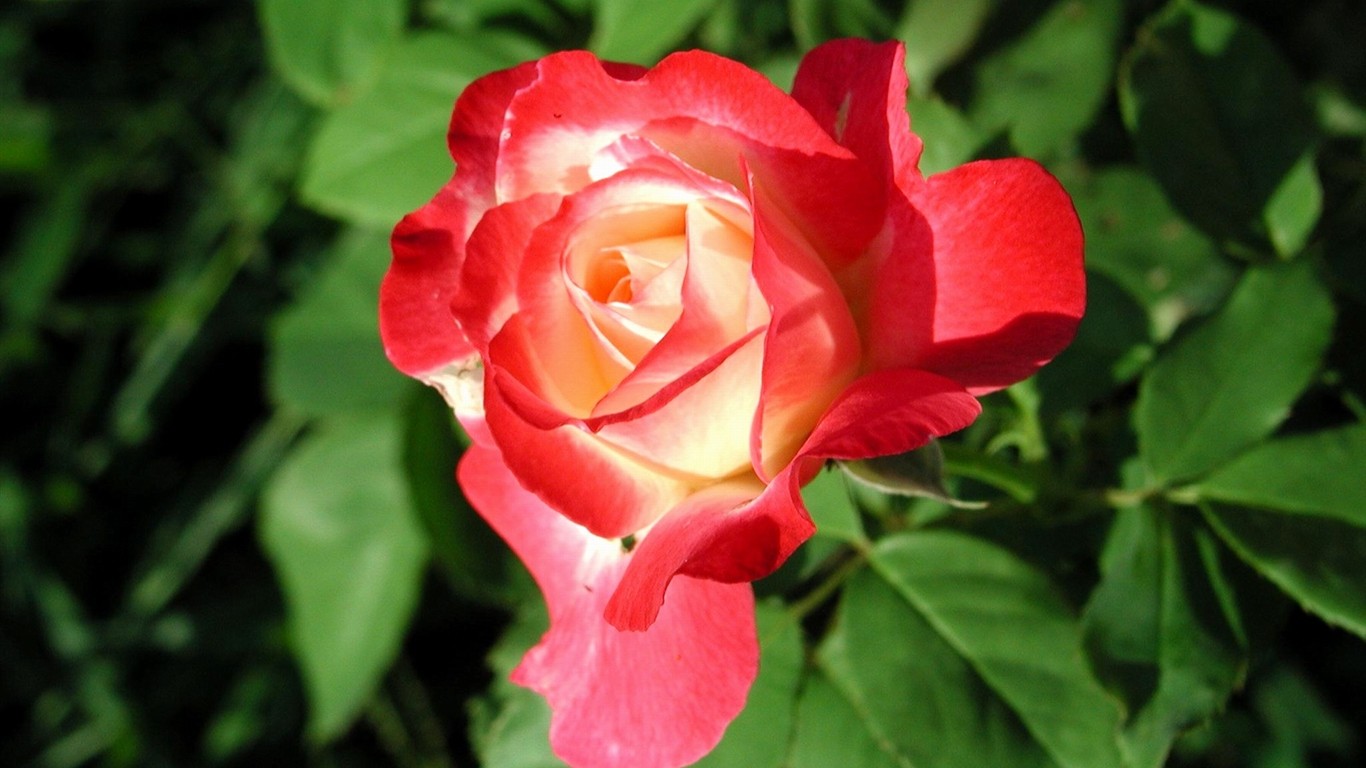 Rose photo super wallpaper #5 - 1366x768